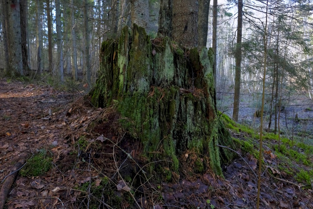Old Tree Stump Covered With Moss