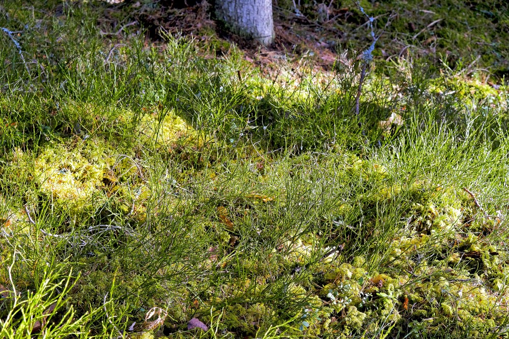 Melleņu mētras pavasarī