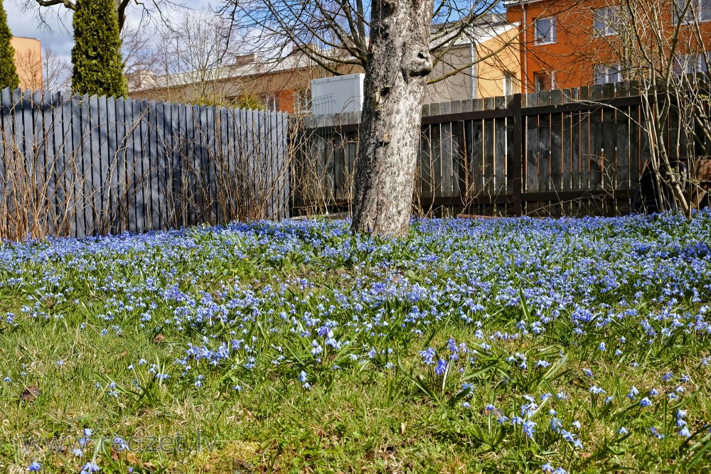 Zilsniedzītes mājas pagalmā