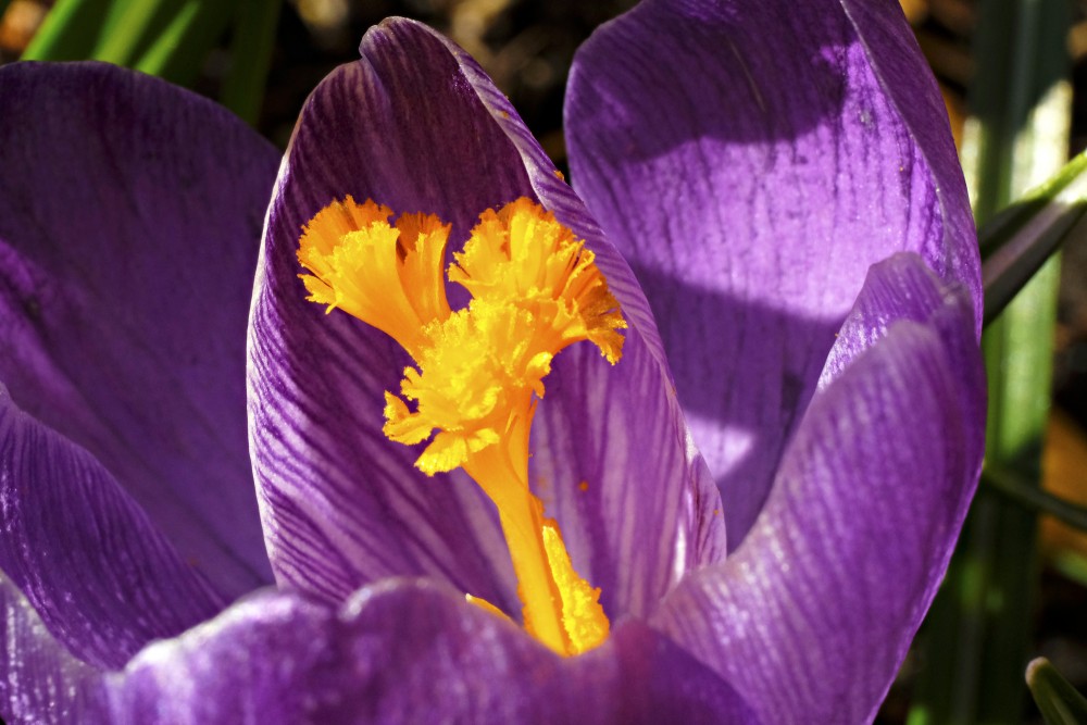 Violeta krokusa zieda tuvplāns