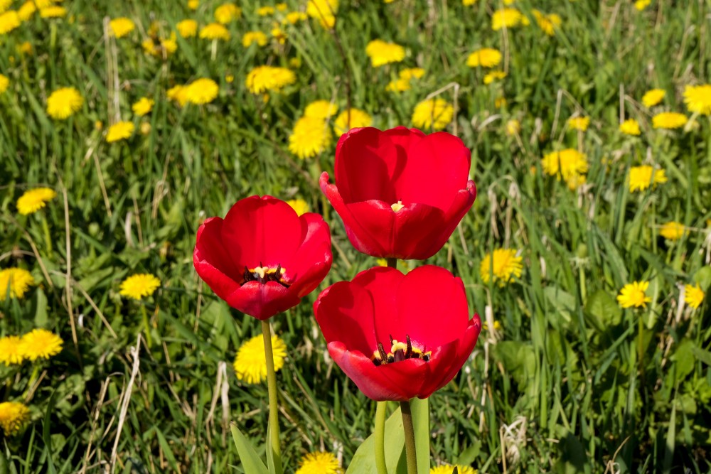 Red Tulips in Dandelion Field