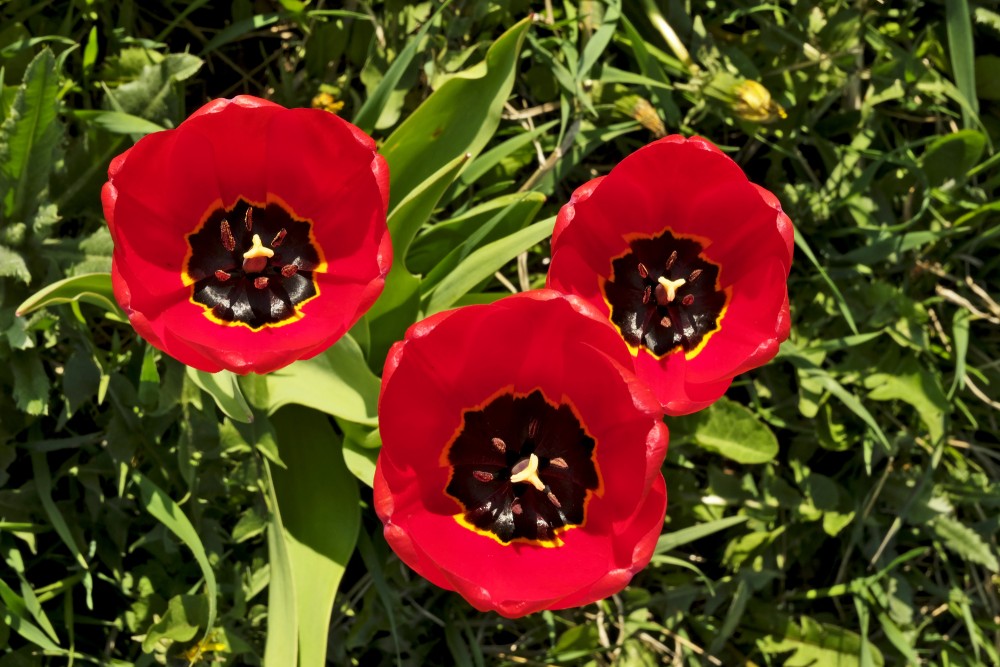 Sarkanas tulpes