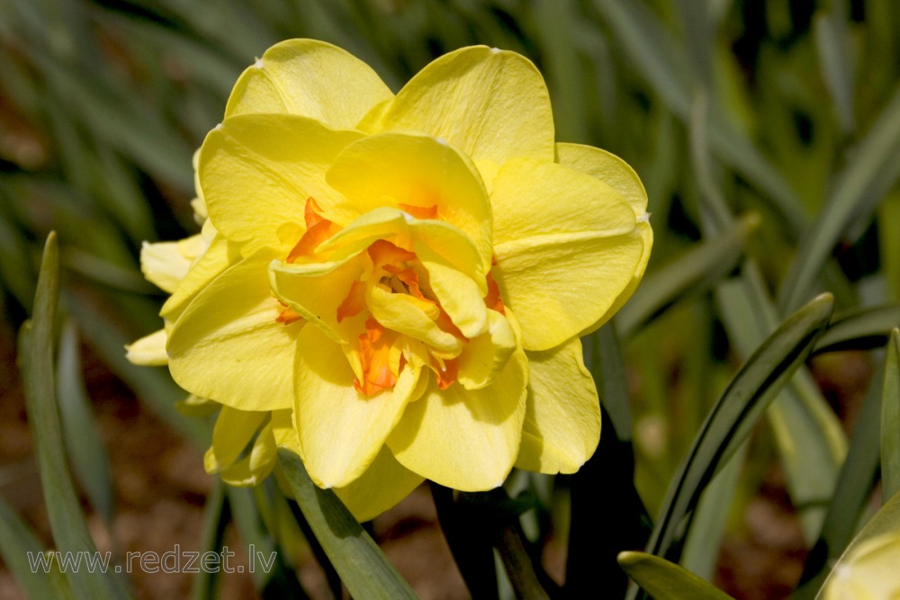 Narcissus flower