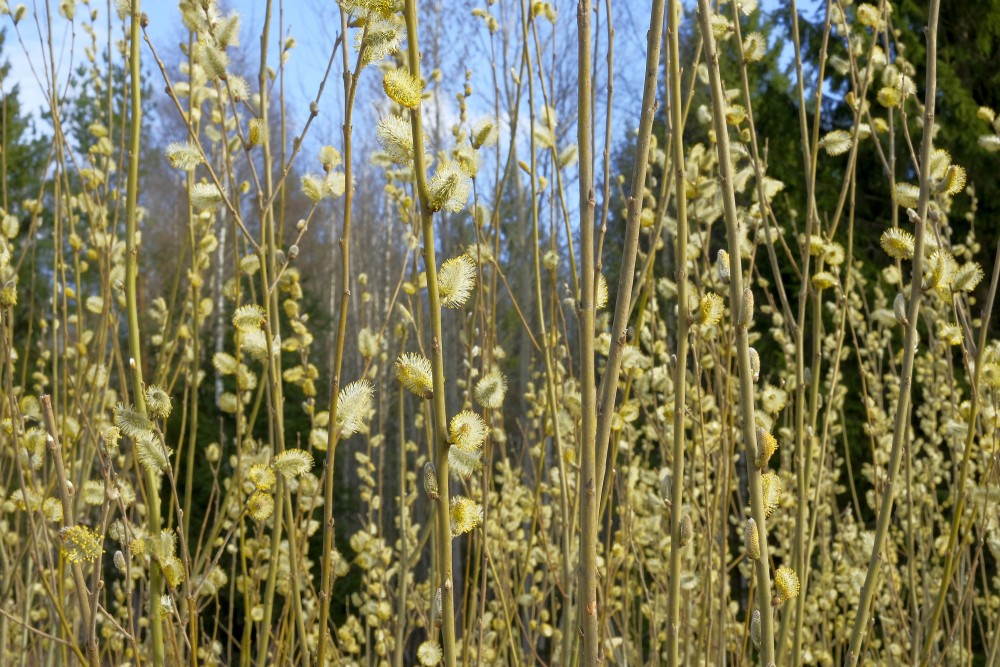 Willows in Spring