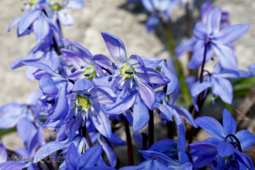 Siberian squill Close Up