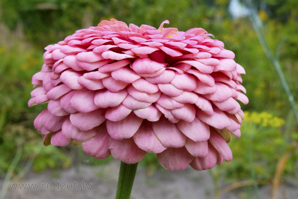 Zinnia flower