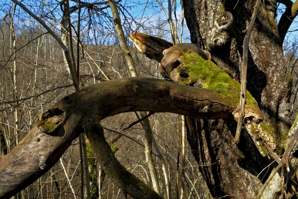 Broken Tree Branch