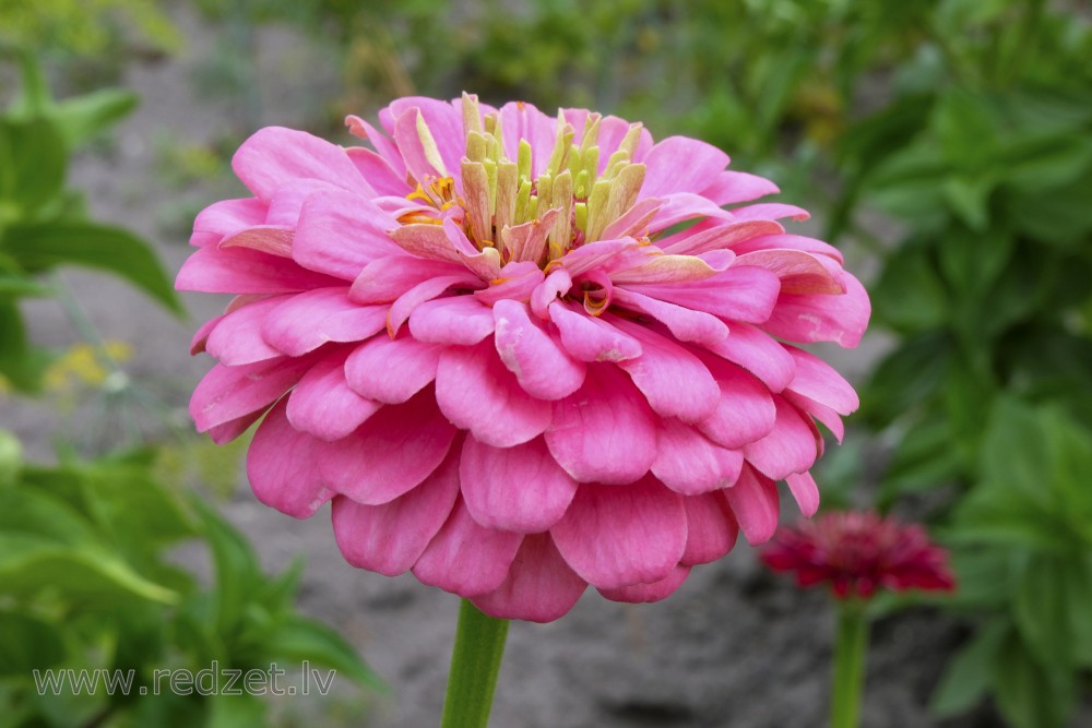 Pink zinnia