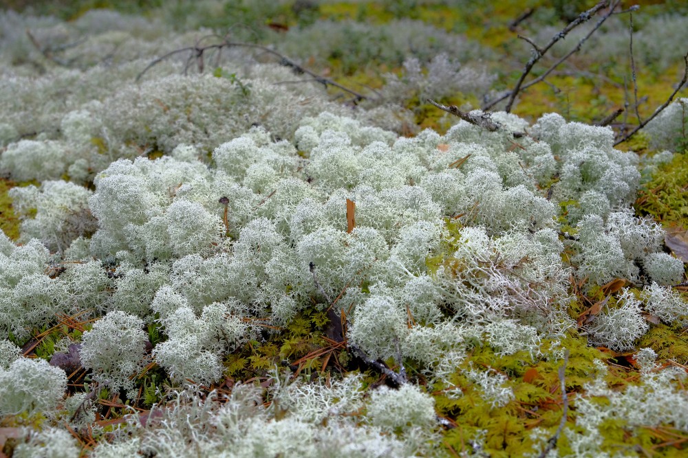 Cladonia