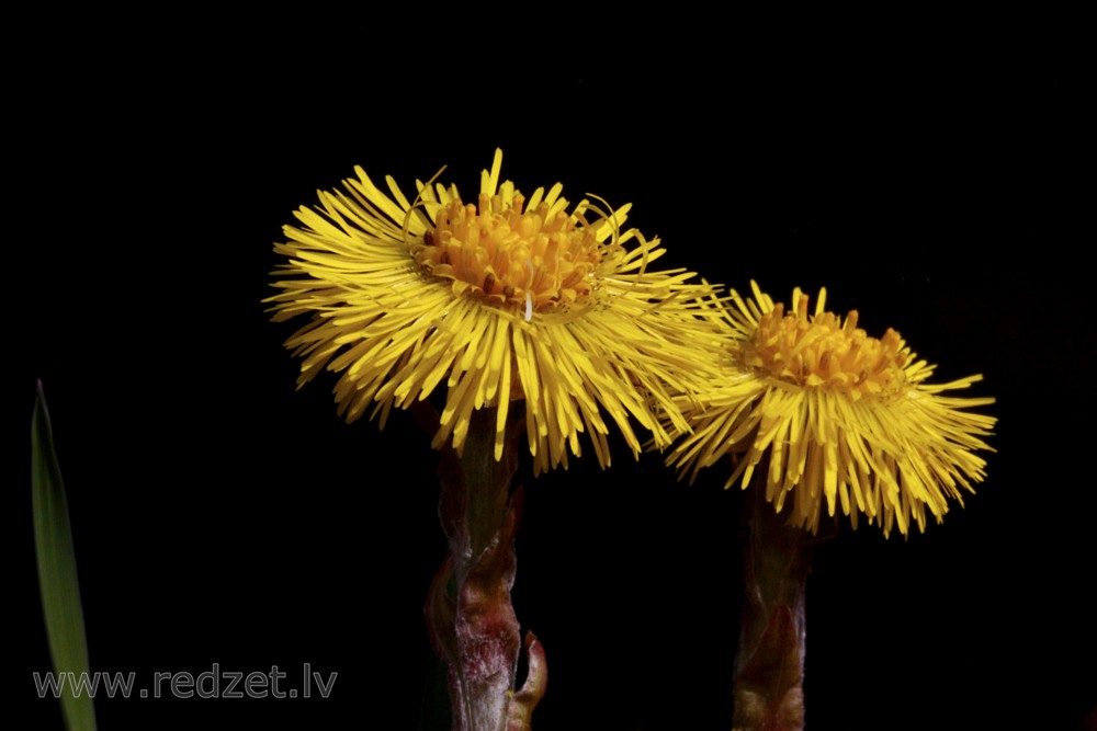 Coltsfoot Flower on a Black Background