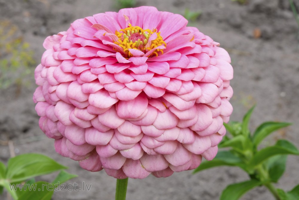 Double zinnia