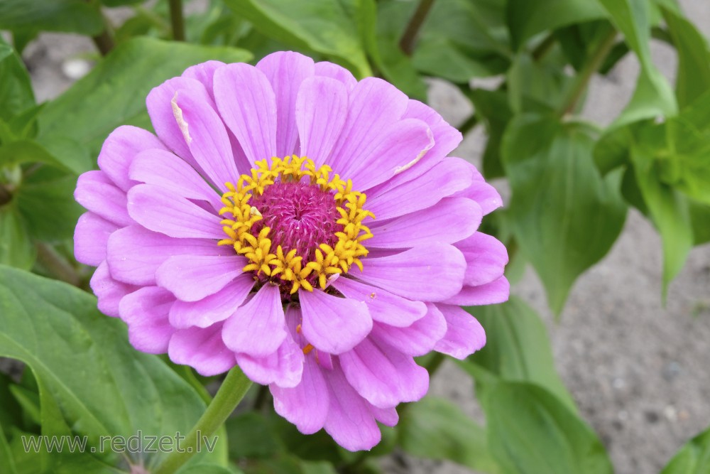 Common zinnia