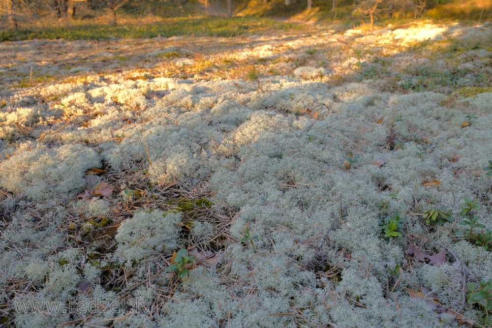 Lichens  in Forest