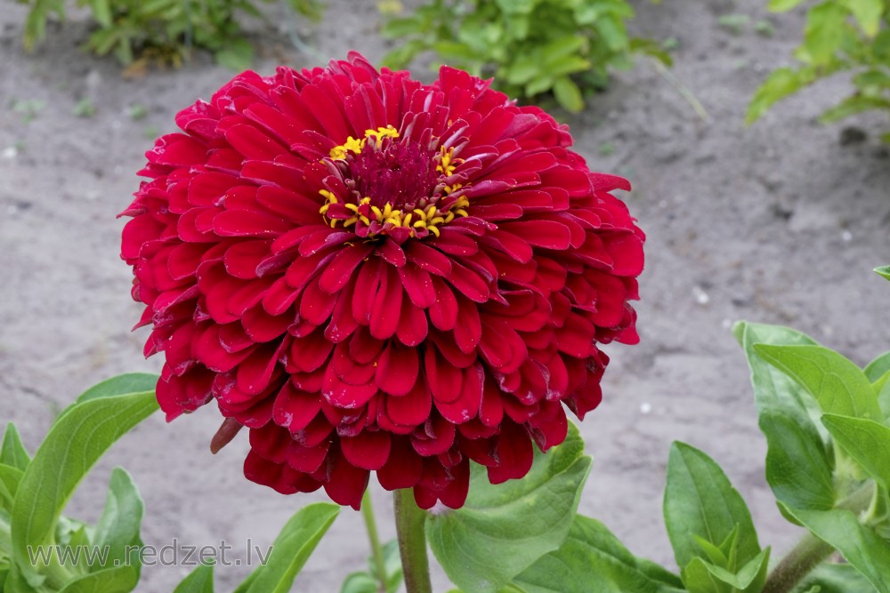 Red zinnia