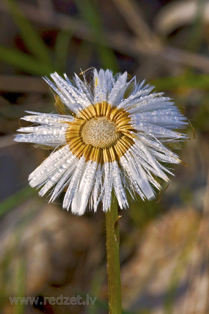 Coltsfoot Seeds (Tussilago farfara)