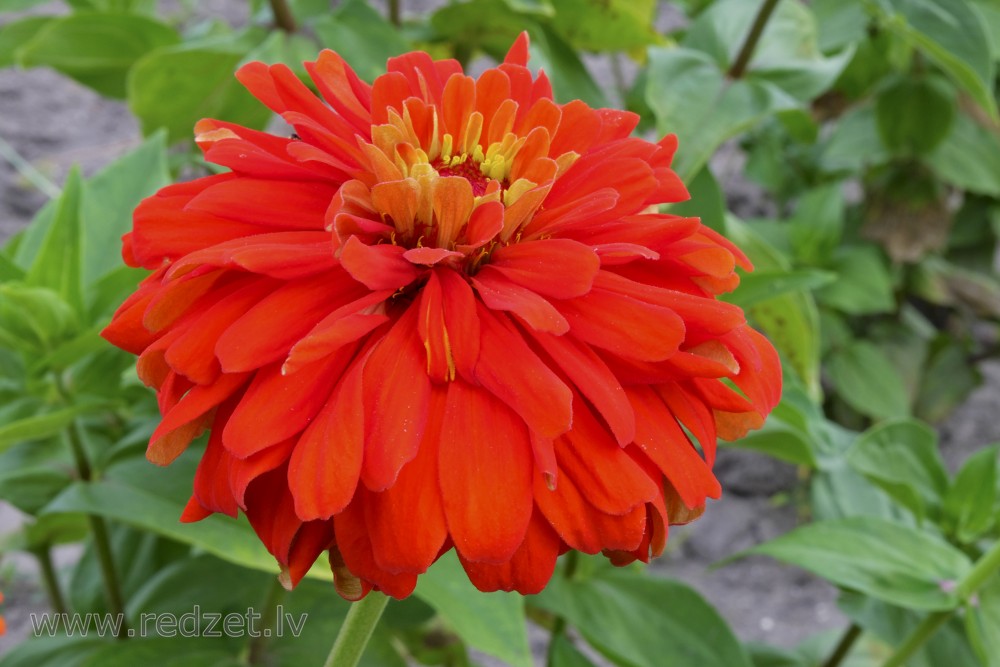 Zinnia flower