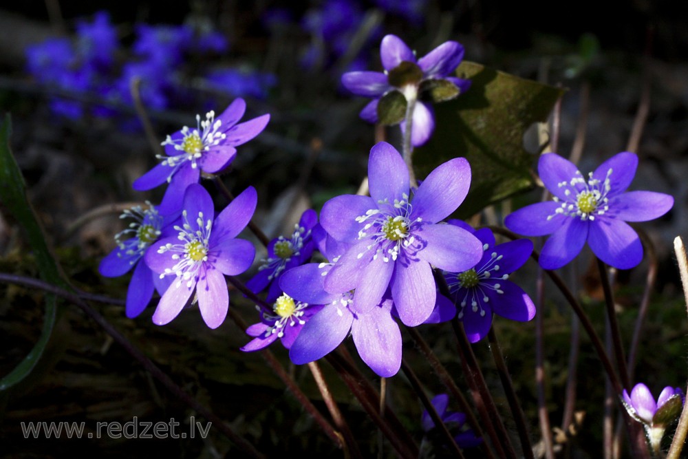 Blue flowers of Liverleaf