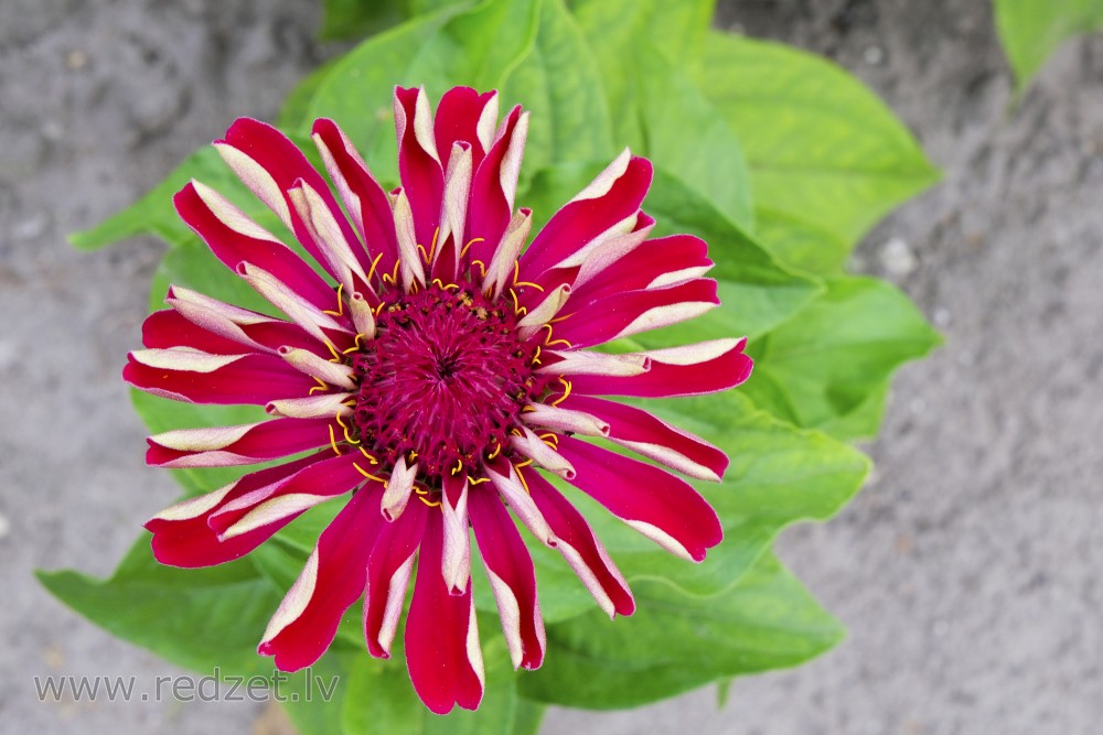 Thriving zinnia