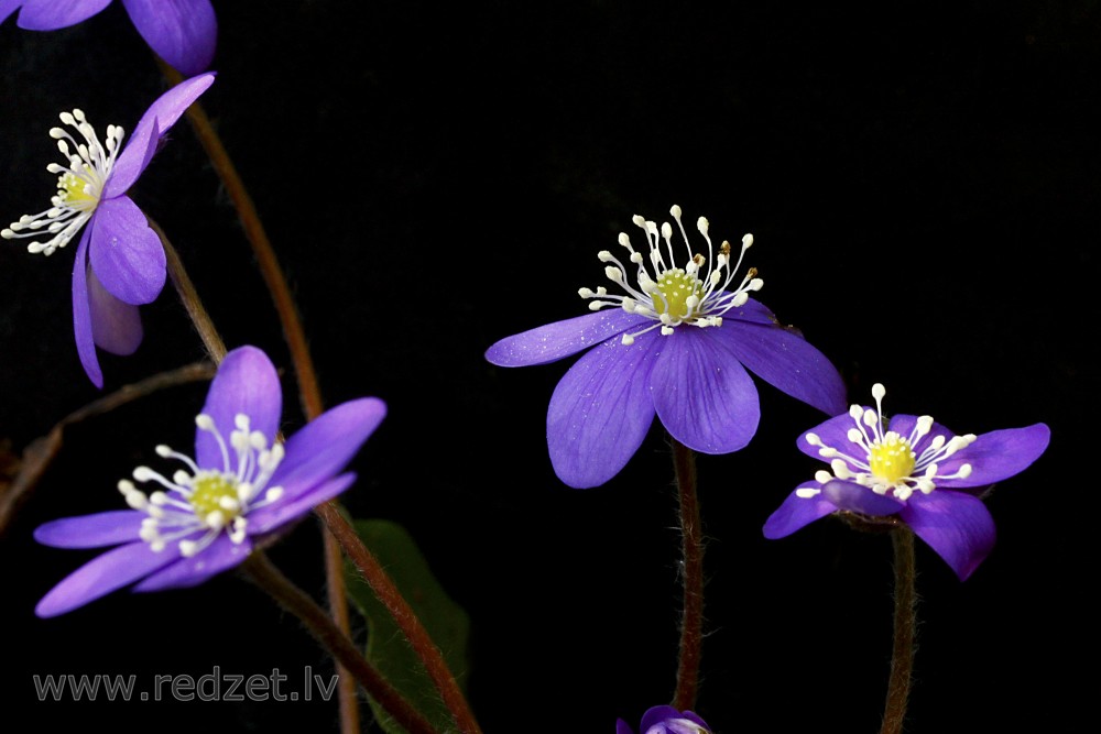 Hepatica nobilis