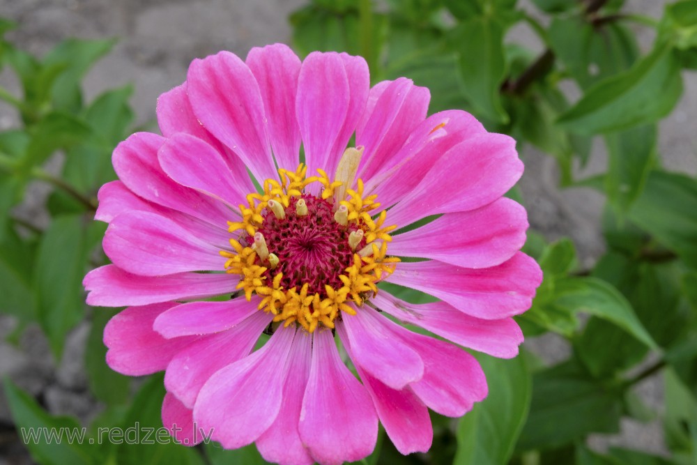 Common zinnia