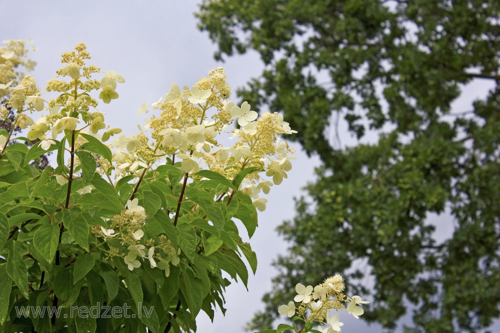 Skarainā hortenzija (Hydrangea paniculata 'Kyushu')