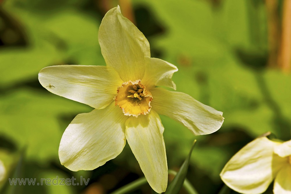 Narcissus flower