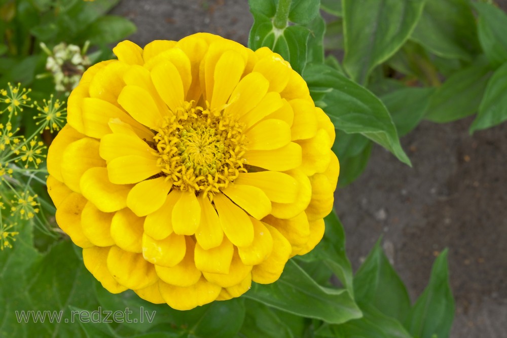 Yellow zinnia