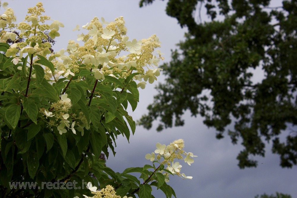 Skarainā hortenzija (Hydrangea paniculata 'Kyushu')