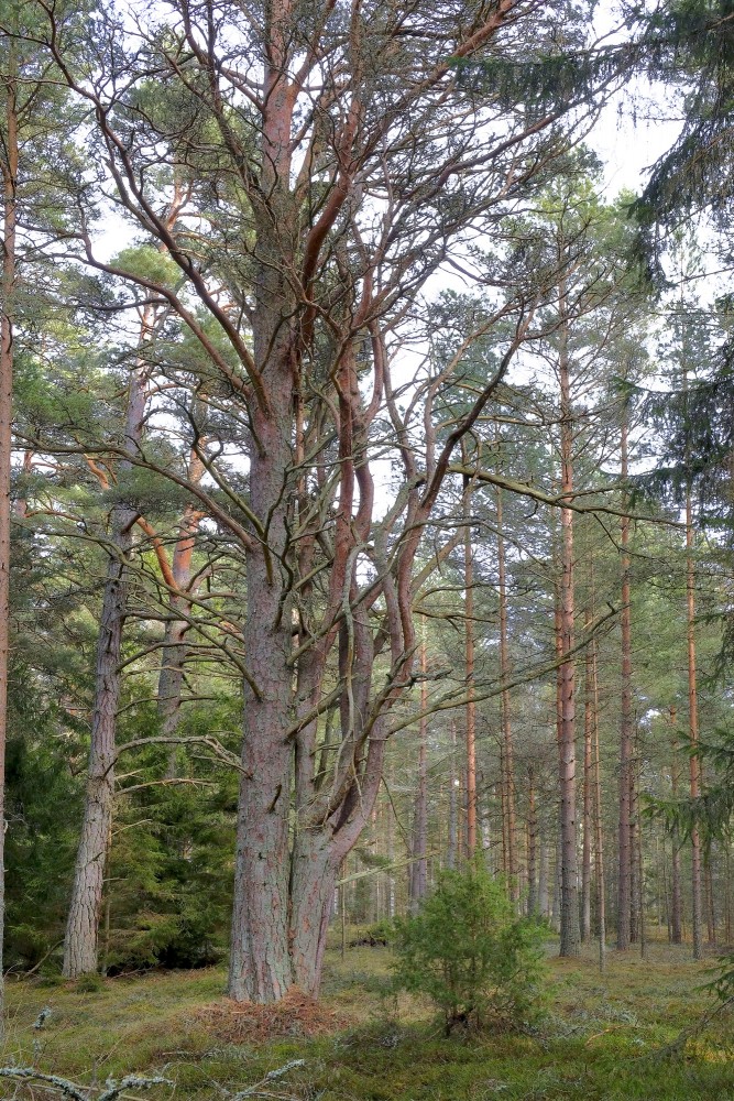 Daudzstumbru priede tuvu jūrai Daudzstumbru priede tuvu jūrai