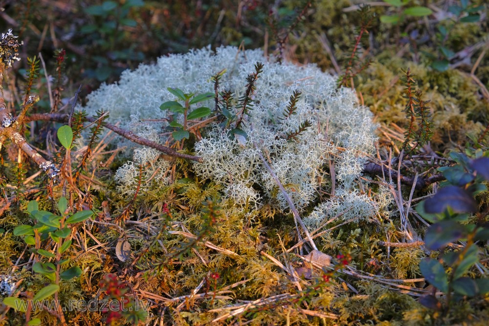 Close up of Lichen