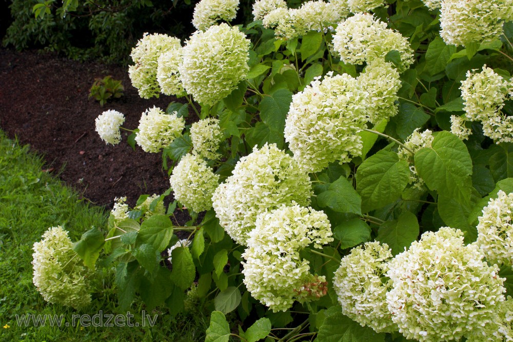 Kokveida hortenzija ‘Annabelle’