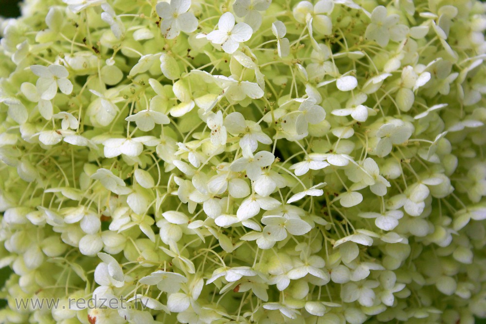 Kokveida hortenzija ‘Annabelle’