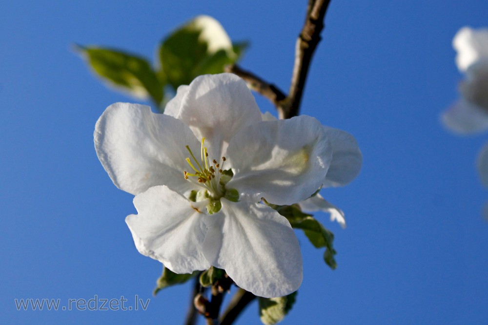 Apple tree flowers