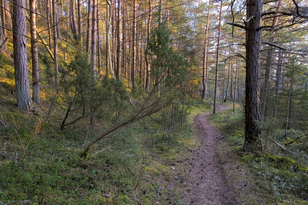 Kadiķis priežu mežā