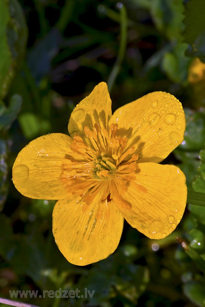 Close-up of Marsh Marigold Flower