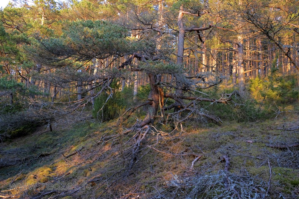 Pine Near the Sea