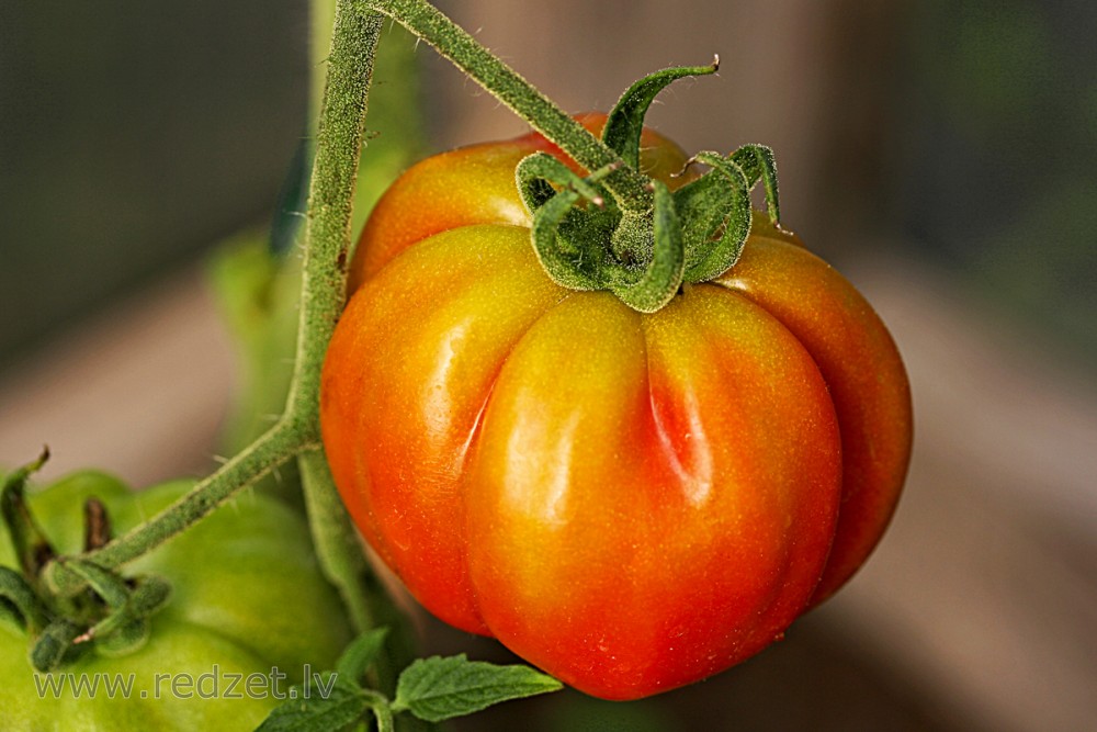 Red tomato