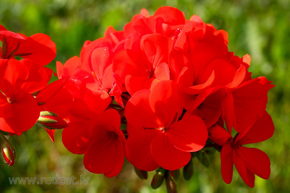 Pelargonium Flowers