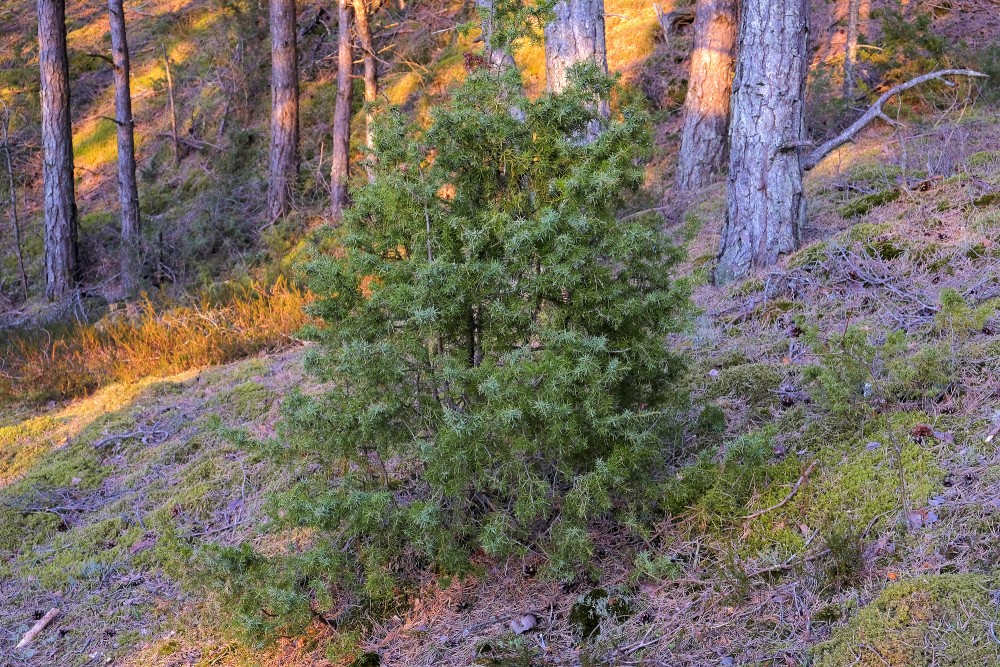 Kadiķis priežu mežā