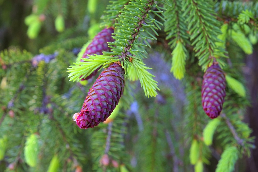 A Close-up of a Young Cone of a Norway Spruce