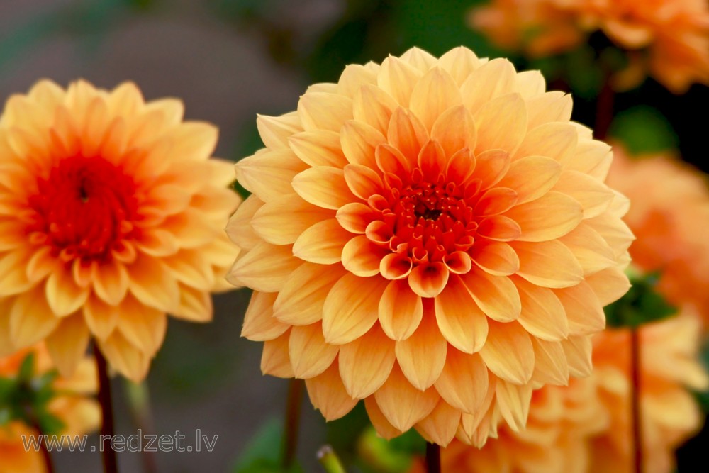 Dahlia flower