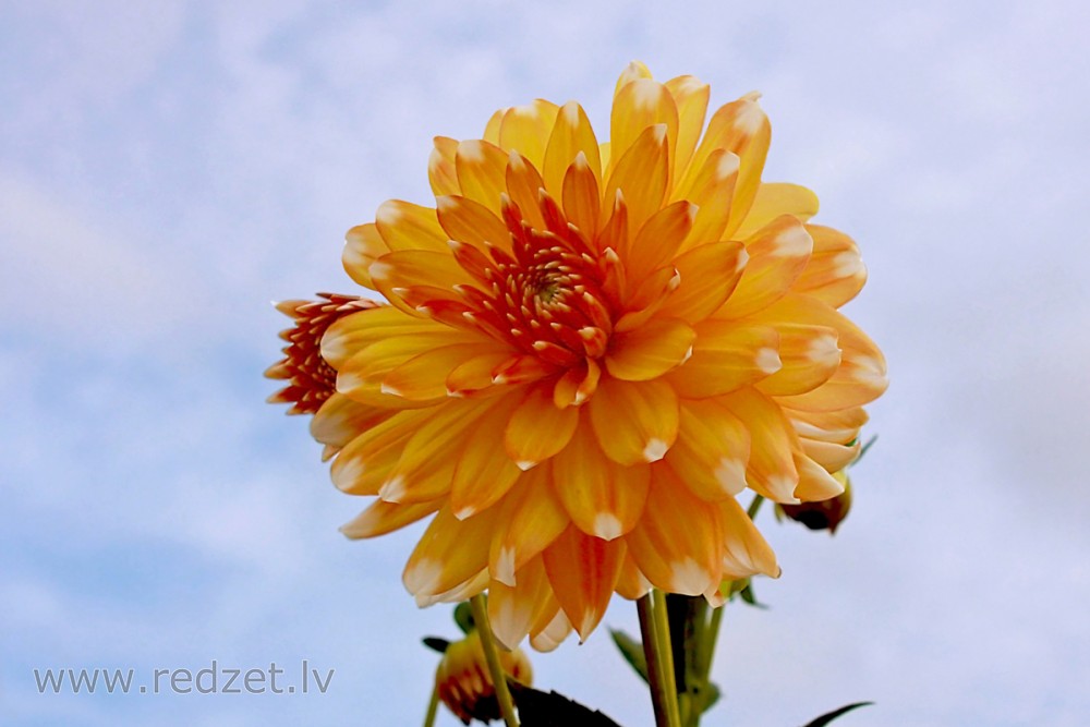 Dahlia flower