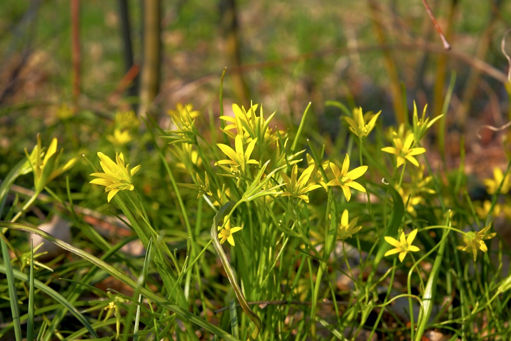 Pļavas zeltstarīte