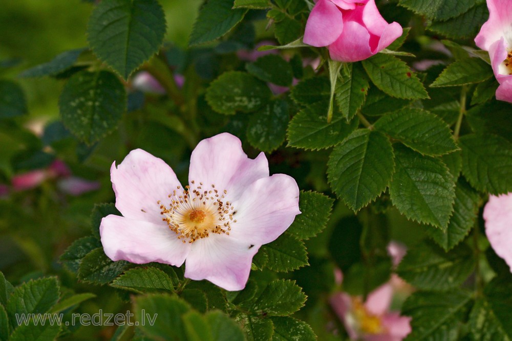 Krokainās rozes zieds