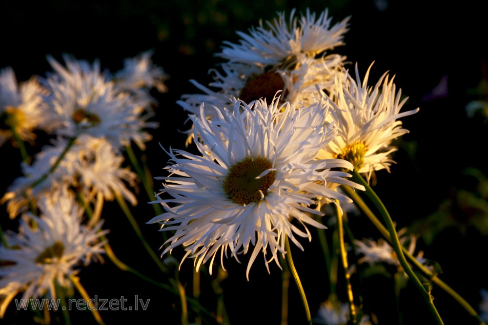 Margrietiņas