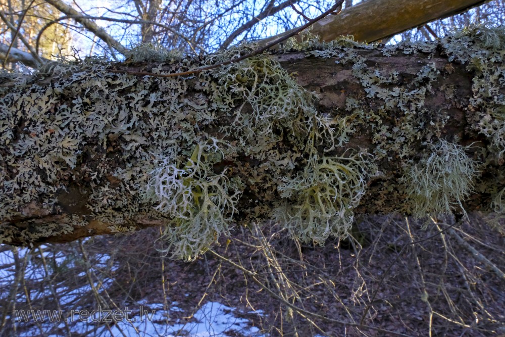 Lichen on Tree Branches