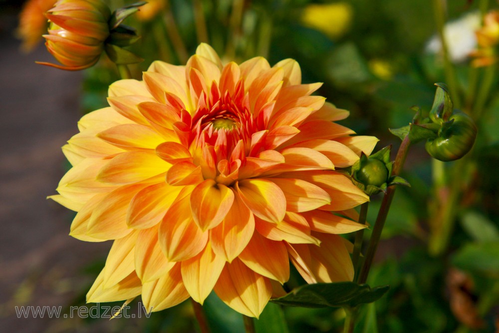 Dahlia flower