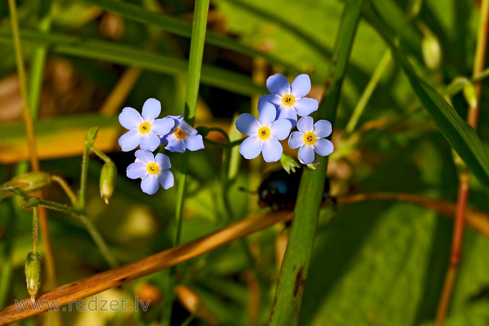 Wood forget-me-not