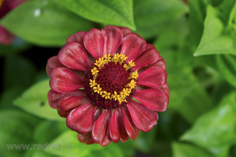 Common zinnia 'Queen Red Lime'