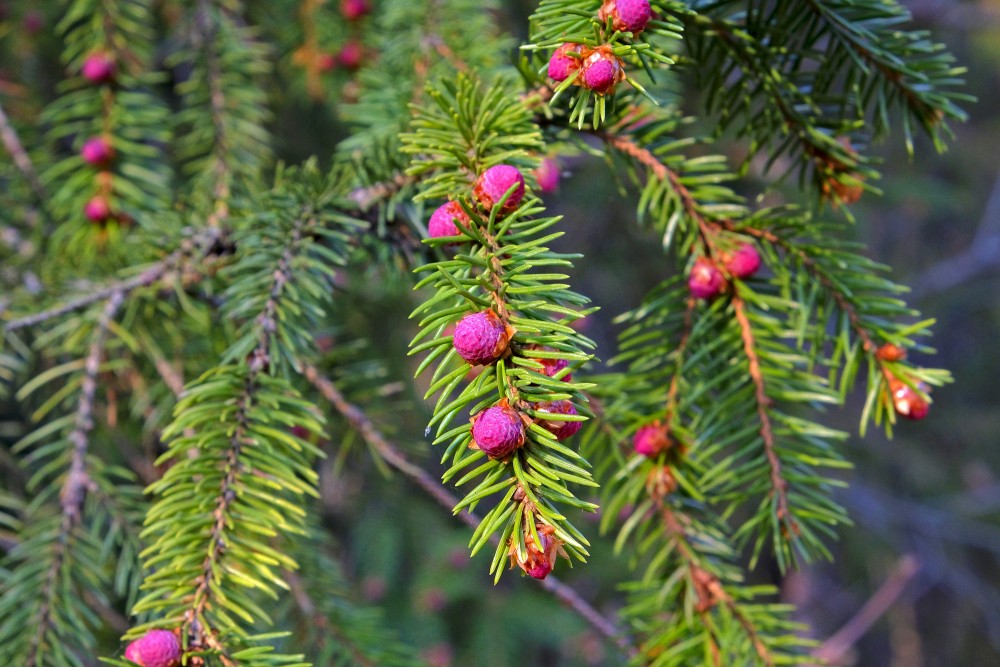 Egles vīrišķie ziedi